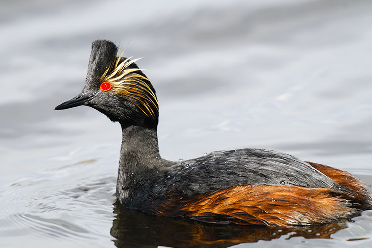 WRA eared grebe