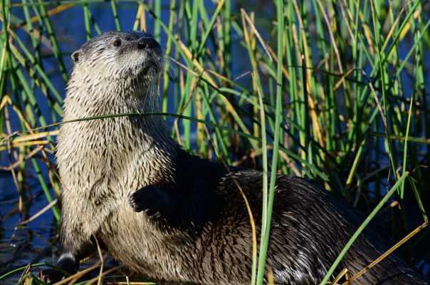 Three Animals You Can Save By Protecting the Colorado River - Western  Resource Advocates