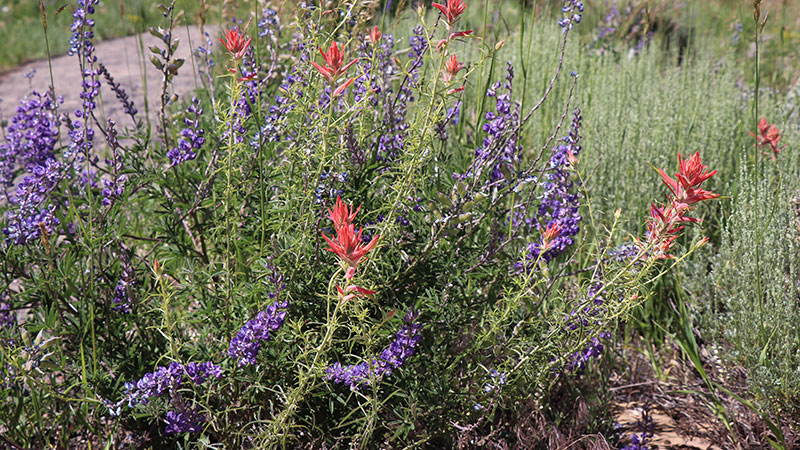 red penstemon and indian paintbrush