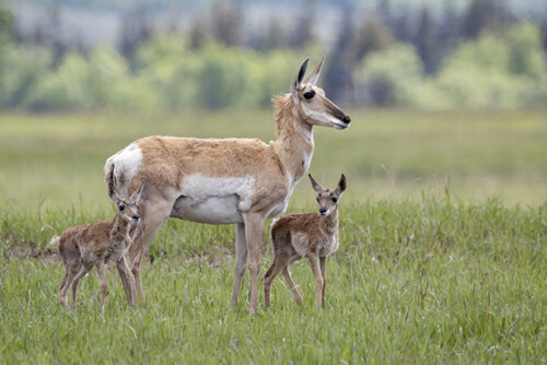 Colorado pronghorn with fawns
