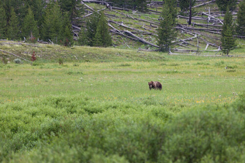 bear