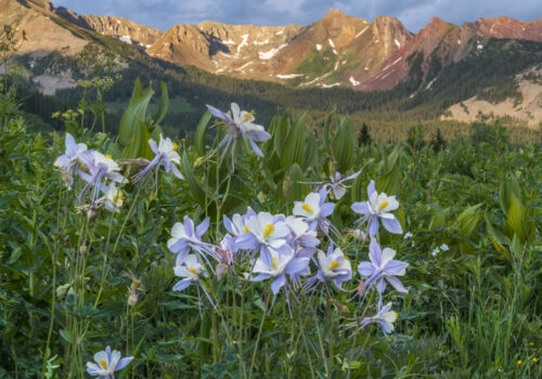 CO_2021_0922_ColumbineFlowers_CrestedButte_AS_284445790 colorado columbine wildflowers