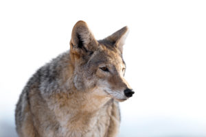 Animals like coyotes, deer, and otters all depend on the Colorado River for survival.