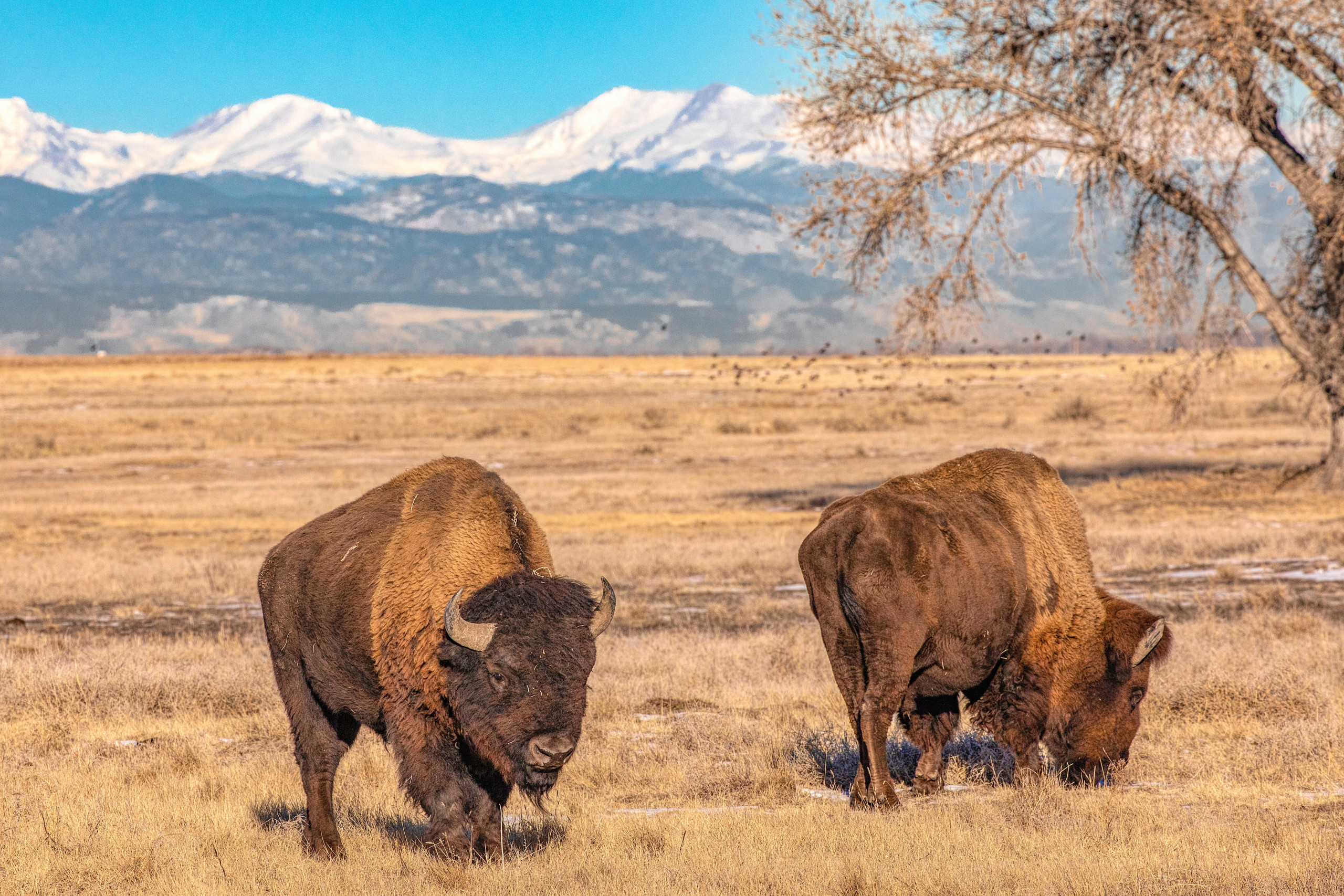 American Bison in Colorado