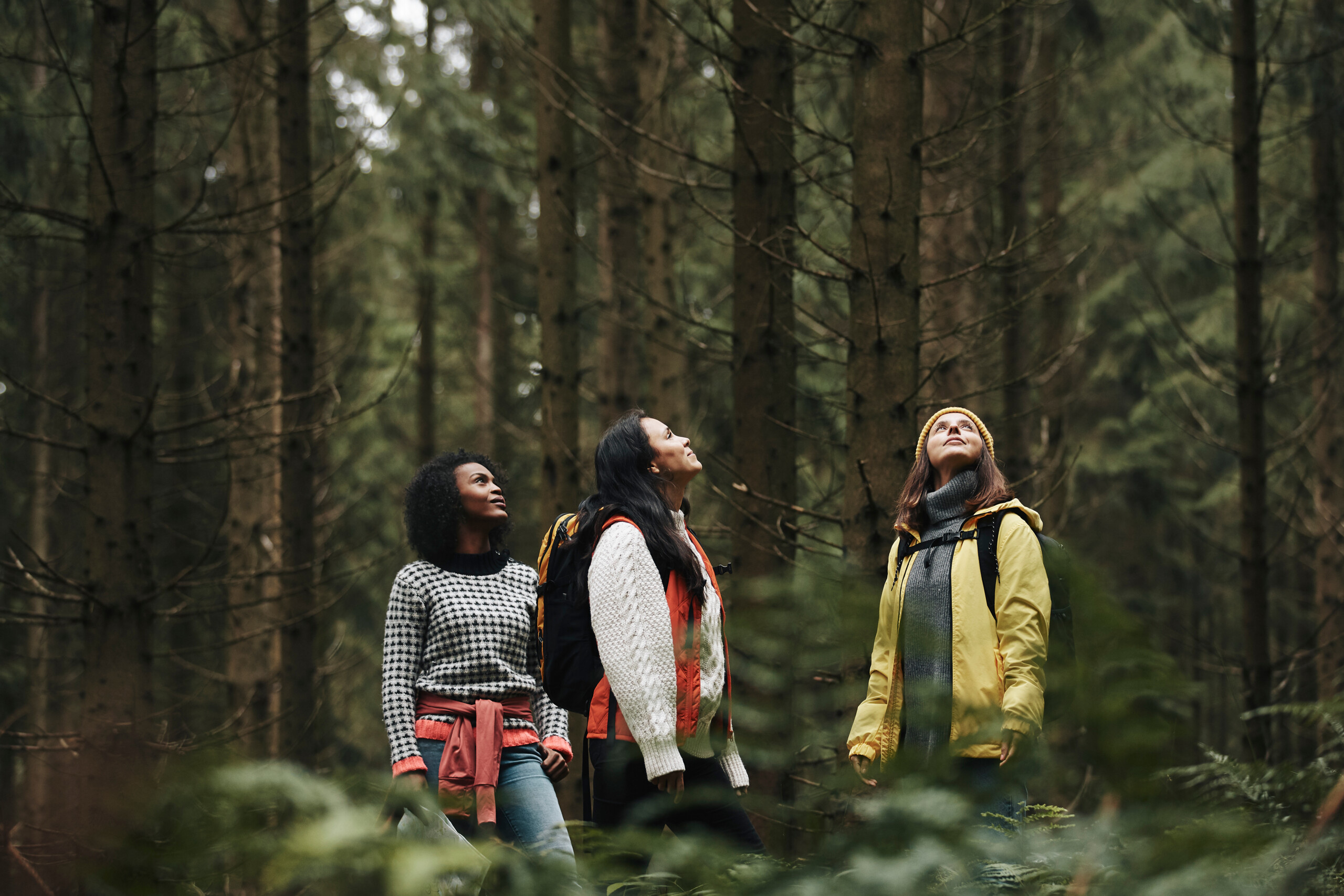 Three people stand in a forest, looking up among tall trees. They are dressed warmly with sweaters and jackets, surrounded by dense greenery.