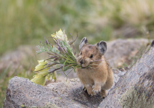 American Pika Gathers Flowers to Store for Winter A pika, symbolizing conservation efforts, holds a bundle of flowers and plants in its mouth while standing on a rock.