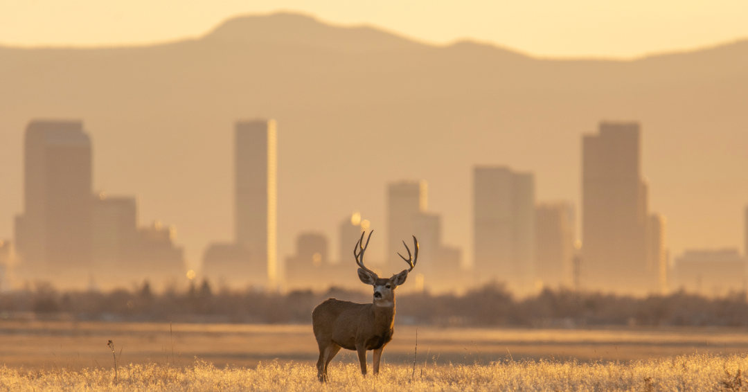 A deer stands in a field with a city skyline and mountains visible in the hazy background under a golden sky.
