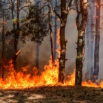 Forest fire with flames engulfing trees and smoke rising in a wooded area.