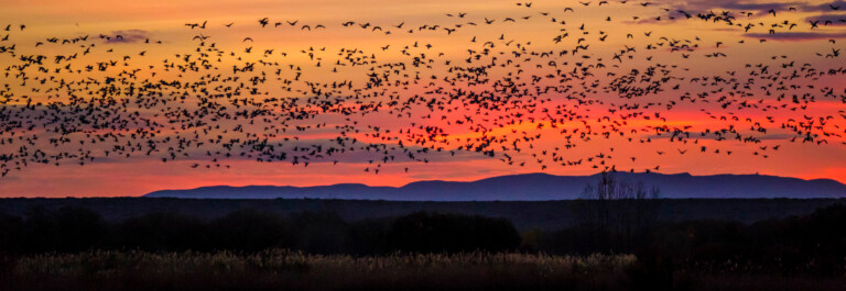 A large flock of birds flies across a vibrant sunset sky with silhouettes of distant hills.