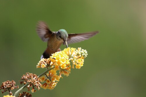 Reforming New Mexico’s Wildlife Management System