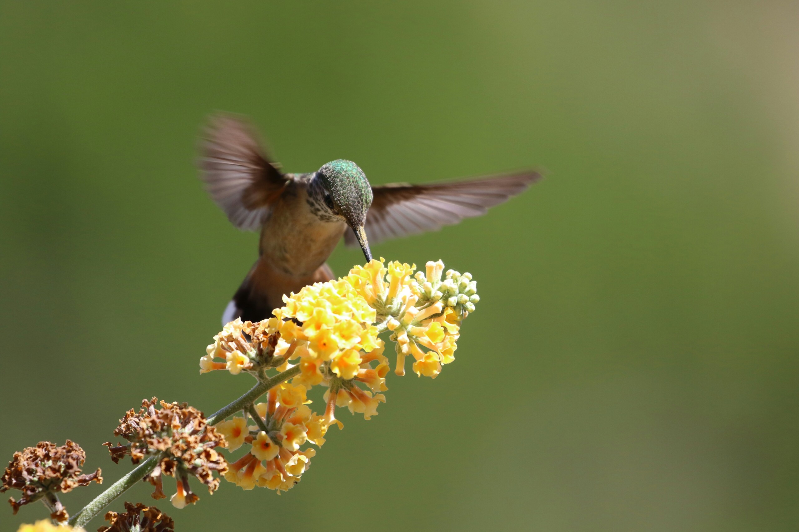 Hummingbird drinking from a yellow flower.