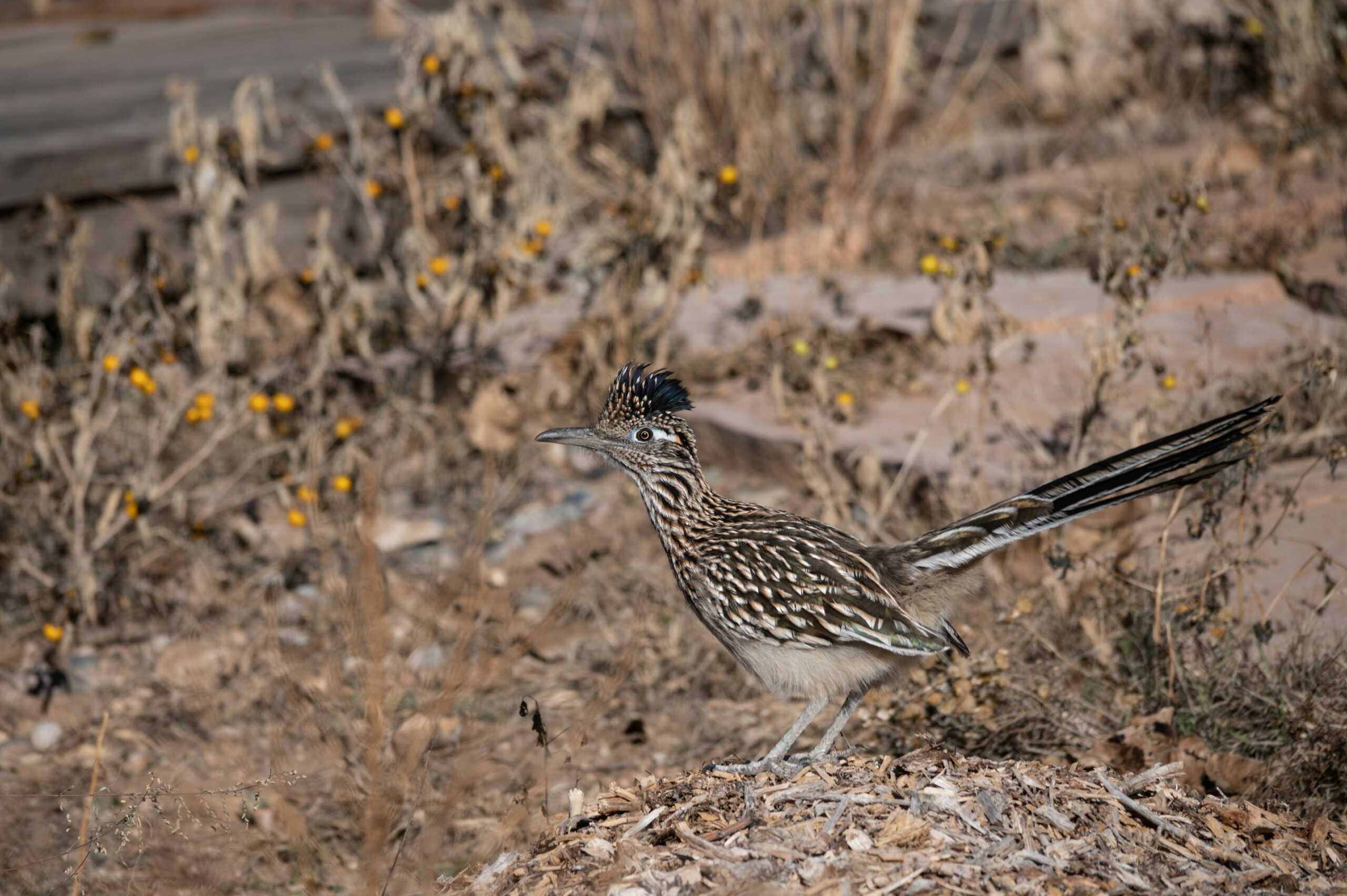 New Mexico roadrunner.