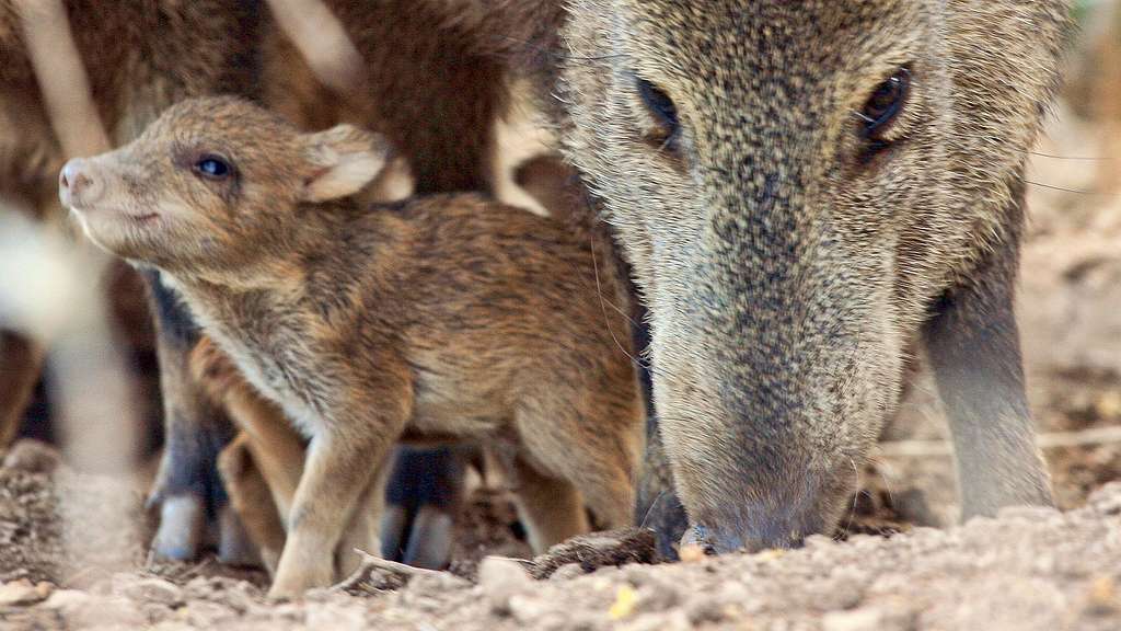 A baby javelina with an adult javelina.