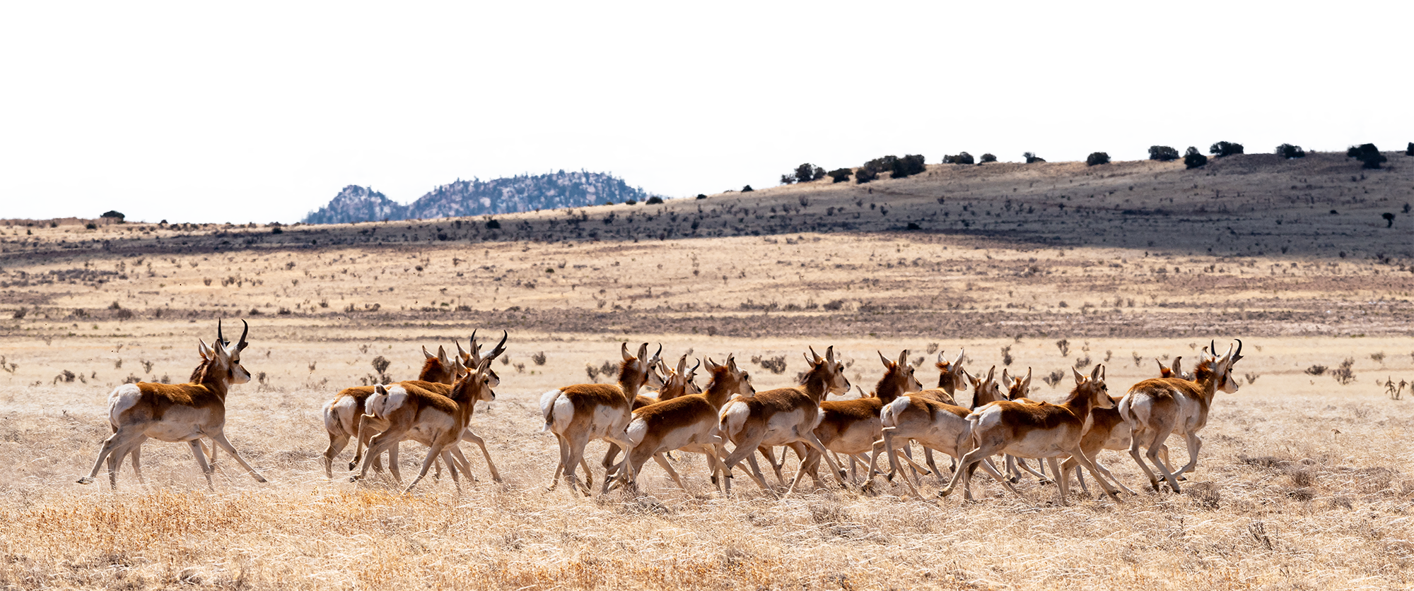 wild-animals-on-open-land A herd of pronghorn antelope runs across a grassy plain with mountains in the background.