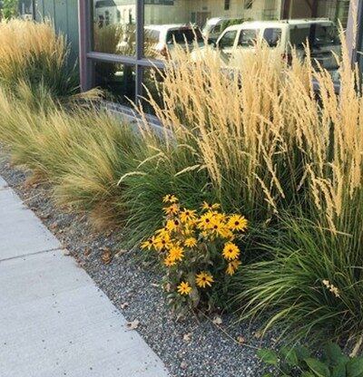 Native Grasses Tall ornamental grasses and yellow flowers grow in a gravel strip next to a building with large windows and a concrete sidewalk.