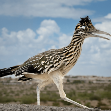 Roadrunner A roadrunner with a spiky crest and streaked feathers walks on rocky ground with a desert landscape and cloudy sky in the background.