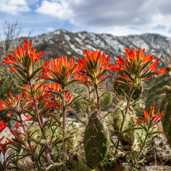 Spring Mountain Natural Recreation Center NV Bright red Indian paintbrush flowers and green cacti in the foreground, with snow-capped mountains and a cloudy sky in the background.