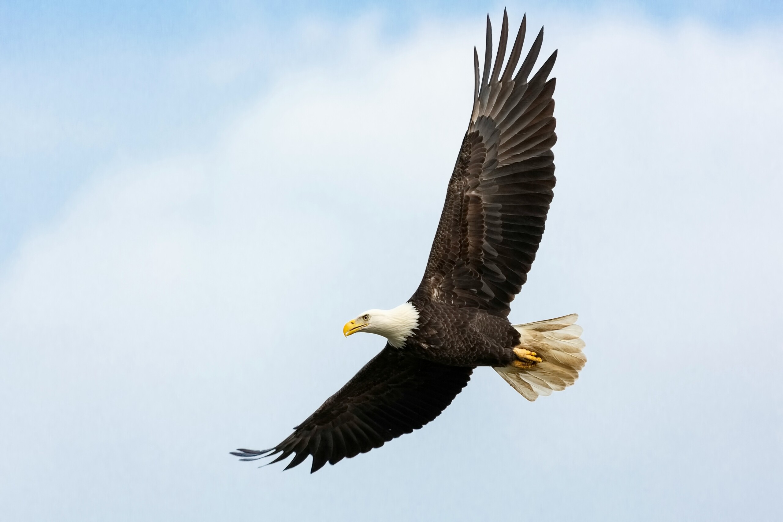 A bald eagle soaring against a blue sky.