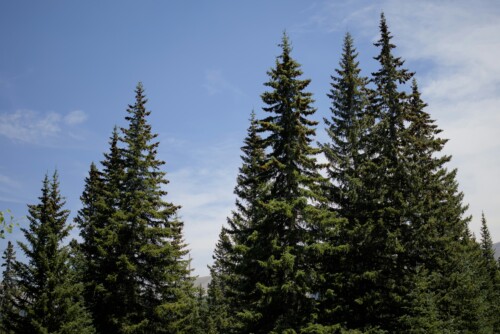 Colorado La Jara pine trees against a blue sky.