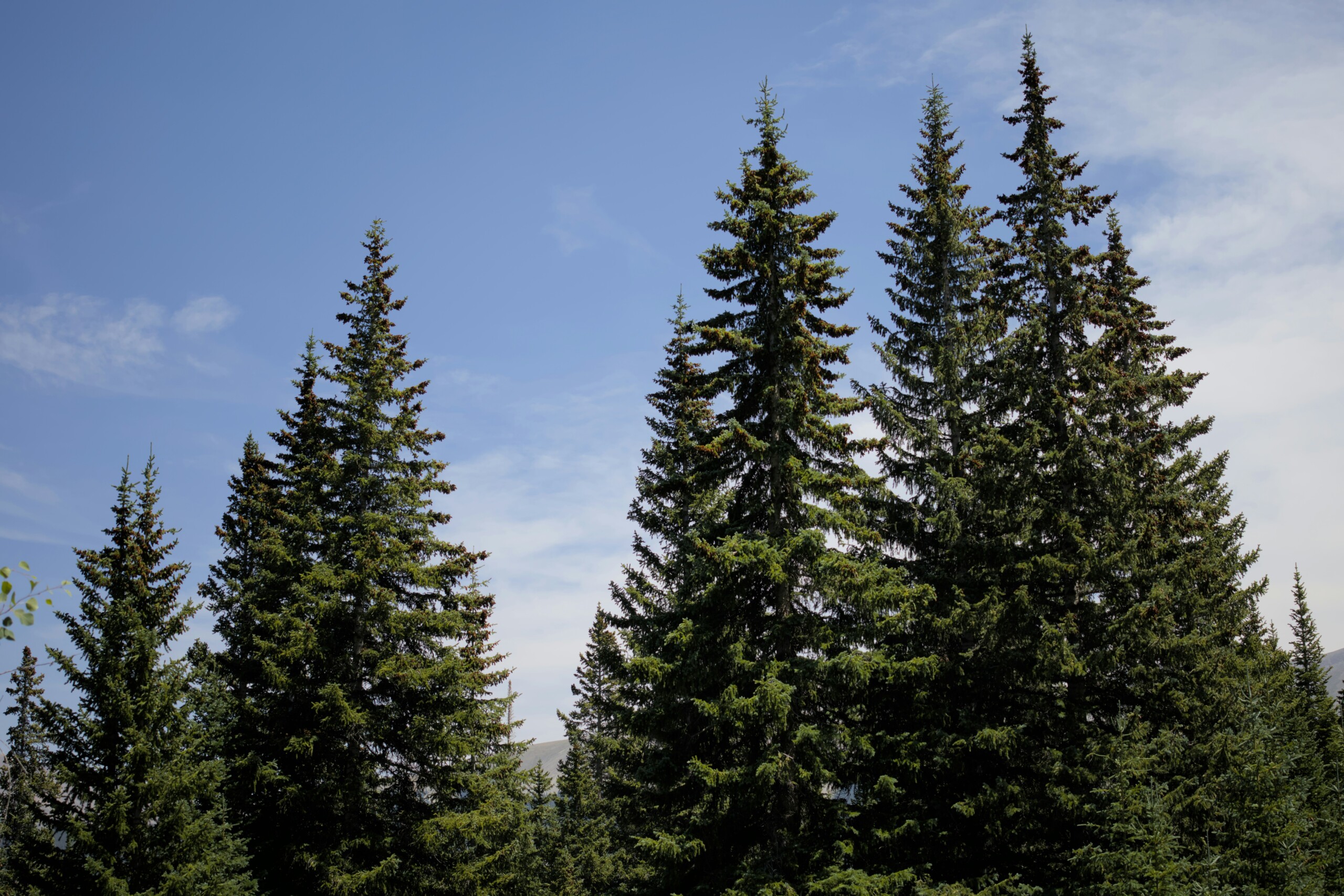 Colorado La Jara pine trees against a blue sky.