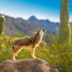 Coyote Howling in the American Southwest in Tucson, Arizona