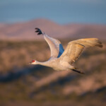 Sandhill Crane adult in flight taken in southern New Mexico