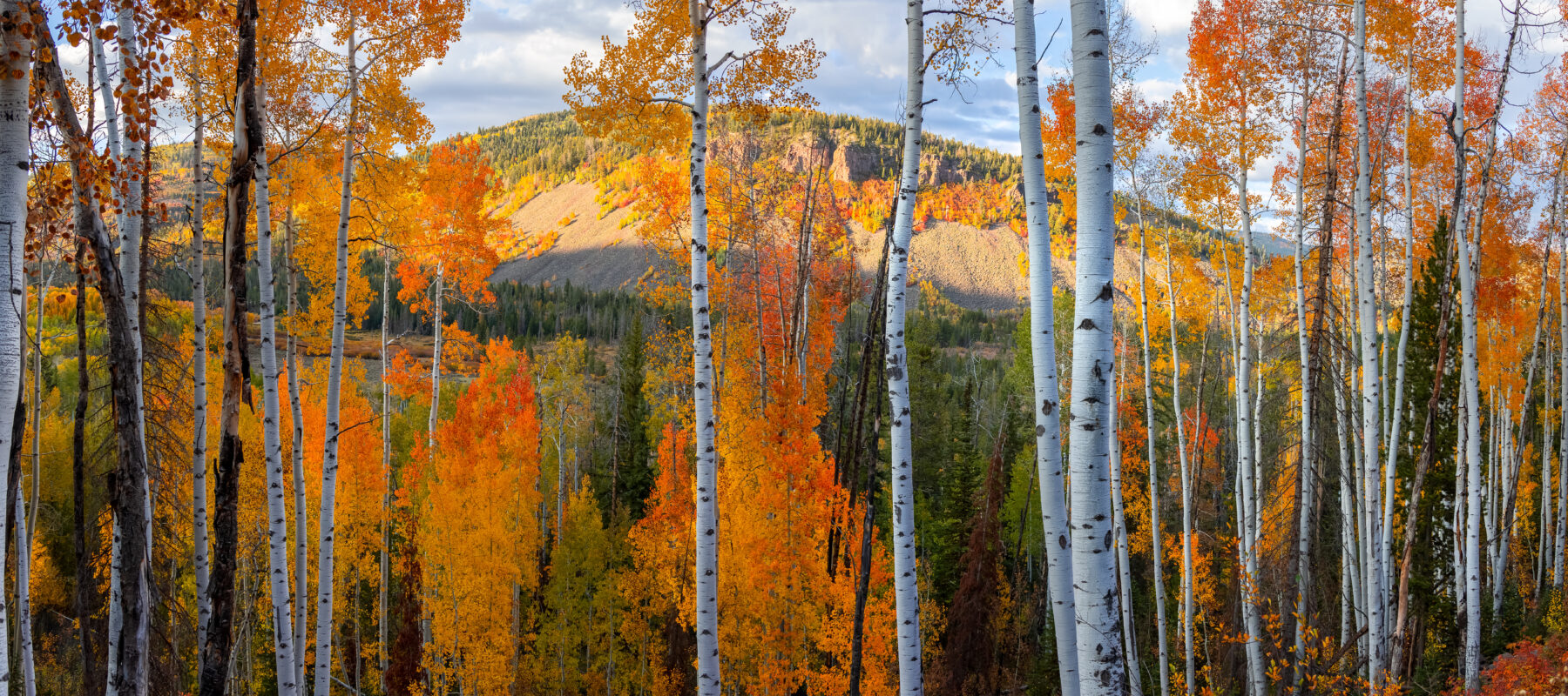 Tall Aspen trees in peak autumn at Uinta Wasatch Cache national forest in Utah.