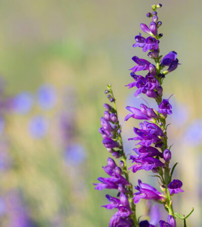 Rocky Mountain Beardtongue, Rocky Mountain Penstemon flowers, Sandia Mountains, New Mexico