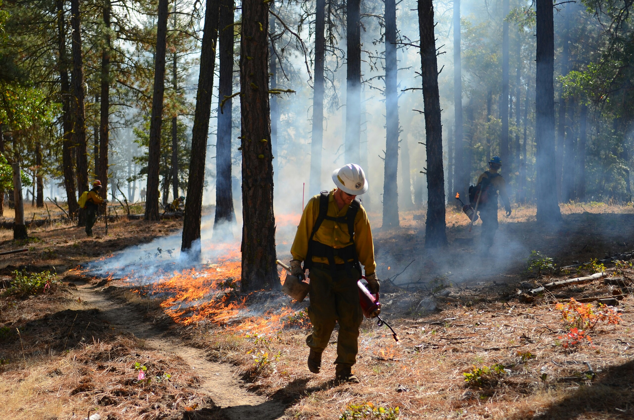 Qualified burn bosses setting a prescribed burn in a forest, a key solution to prevent catastrophic wildfire in the West.