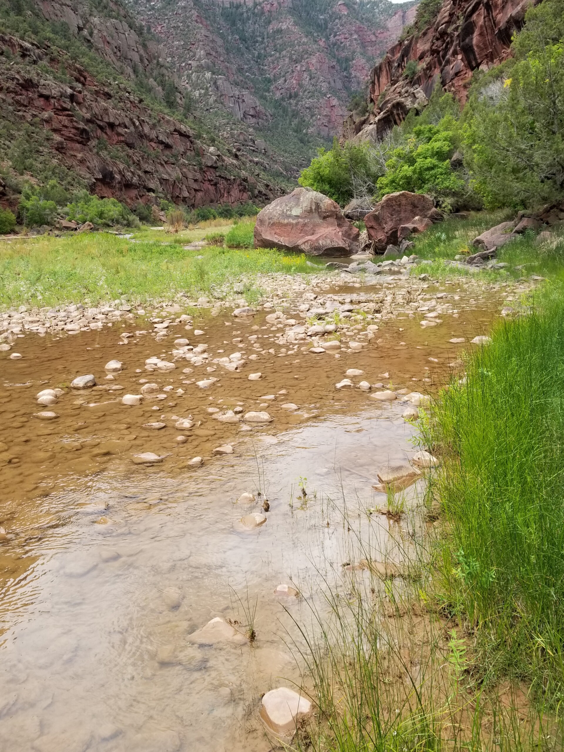 Backwater habitat on the Green River