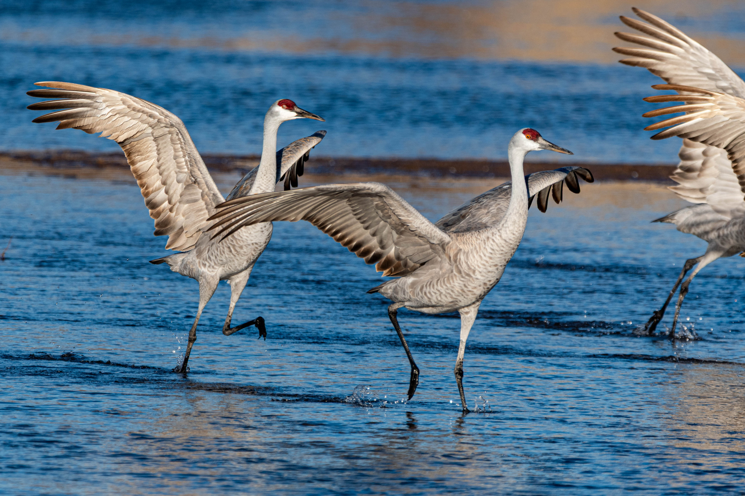 Together.jpg Sandhill cranes